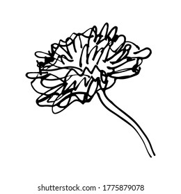 Flor en el tallo. Dibujo de aster. Esbozo negro sobre blanco. Vector.