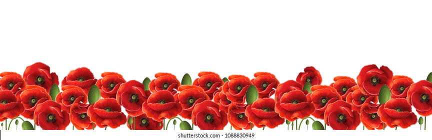 Flower on White Background
