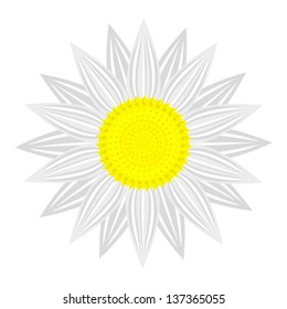 flower on white background