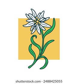 flower on a white background