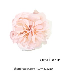 
flower on white background. aster.