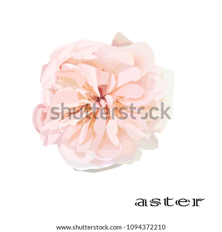 
flower on white background. aster.