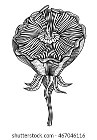 Flower on a white background in a black lines. Doodle floral image for coloring book and designs ideas