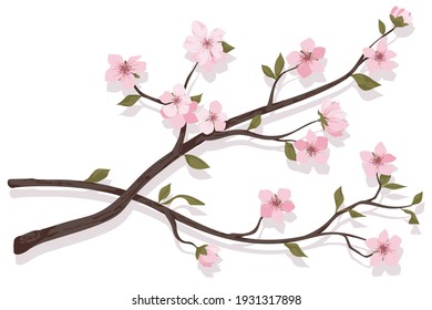 flower on white background Elements are isolated on a white background. Design for printing on cards, invitations
