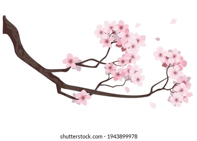 flower on white background Elements are isolated on a white background. Design for printing on cards, invitations