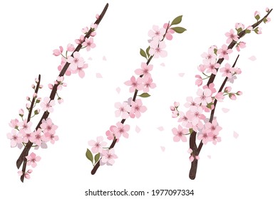 flower on white background Elements are isolated on a white background. Design for printing on cards, invitations