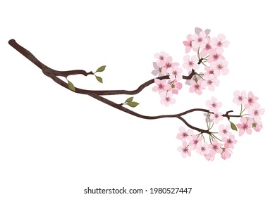 flower on white background Elements are isolated on a white background. Design for printing on cards, invitations