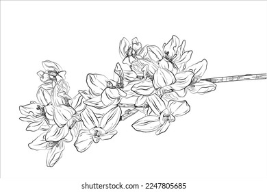 flor sobre fondo blanco Los elementos están aislados sobre un fondo blanco. Diseño para imprimir en tarjetas, invitaciones