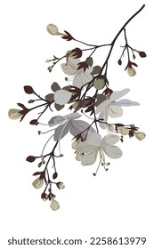 flor sobre fondo blanco Los elementos están aislados sobre un fondo blanco. Diseño para imprimir en tarjetas, invitaciones