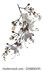 flower on white background Elements are isolated on a white background. Design for printing on cards, invitations