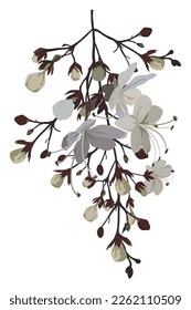 flower on white background Elements are isolated on a white background. Design for printing on cards, invitations