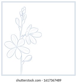 Flower on white background. Line drawing. Vector illustration.