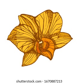 orquídea, vector de dibujo a mano aislado en fondo blanco
