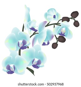 Flower Orchid isolated on white background. Vector illustration, EPS 10.