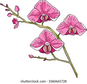 Flower Orchid vector Colorful Hand Drawn
