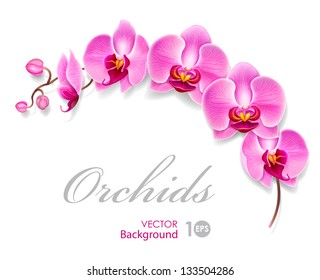Flower orchid. Vector eps 10.