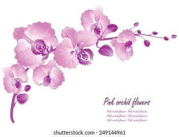 Flower orchid. Vector illustration