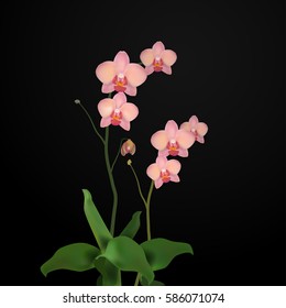 Flower Orchids isolated on Black. Template for Design Postcard, Flyer, Banner. Vector Illustration eps10