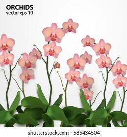 Flower Orchids isolated on White. Template for Design Postcard, Flyer, Banner. Vector Illustration eps10