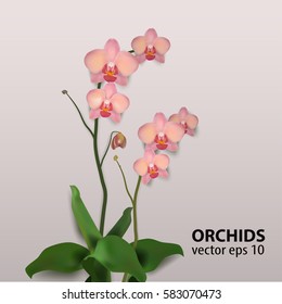 Flower Orchids Vector Illustration eps10