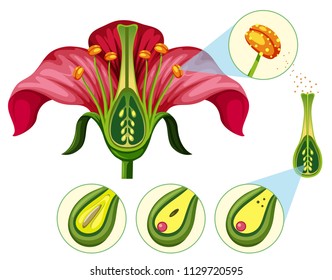 Flower Organs And Reproduction Parts Illustration