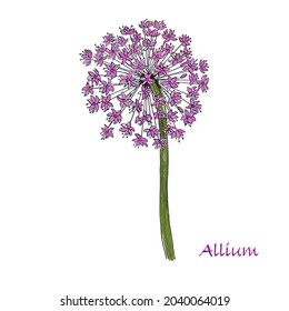 Flower of ornamental onion with green leaves on white background