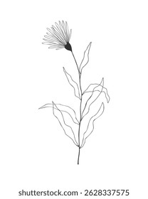 Flower outline contour, Echinacea flower drawing, stylized floral element, medicine, essential oil, cosmetics, care, isolated on white background. Vector illustration