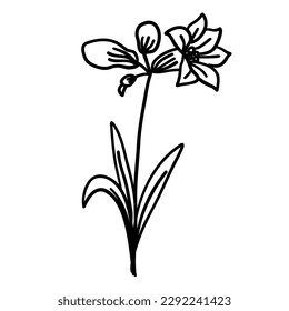 Flower in outline doodle flat style for coloring. Simple floral element plant leaves decorative design. Hand drawn line art. Creative sketch. Vector illustration isolated on white background.