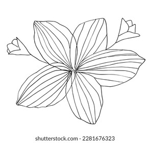 Flower outline illustration vector image. Hand drawn flower sketch image artwork. Simple original logo icon from pen drawing sketch.