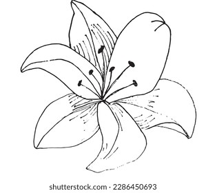 Imagen vectorial de la ilustración del contorno de las flores. Dibujo de imágenes con dibujos a mano de dibujos en flor. Icono de logotipo original simple a partir del dibujo de lápiz.