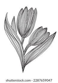 Flower outline illustration vector image. Hand drawn flower plants sketch image artwork. Simple original logo icon from pen drawing sketch.