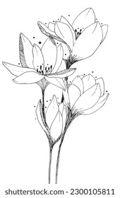 Flower outline illustration vector image. 
Hand drawn flower image artwork. 
Simple cute original logo of a monochrome flower.
Hand drawn vector illustration for posters, cards, t-shirts.