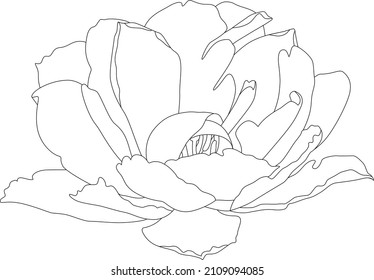 Flower outline, large lush flower