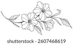 Flower outline on transparent background vector. floral, flowers, leaves, foliage, branches in hand drawn. Floral element design