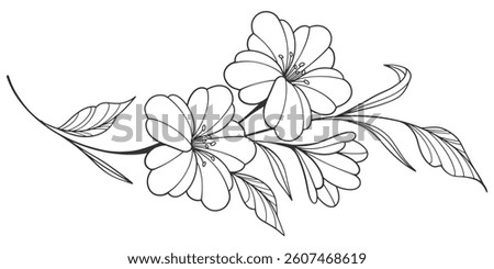 Flower outline on transparent background vector. floral, flowers, leaves, foliage, branches in hand drawn. Floral element design