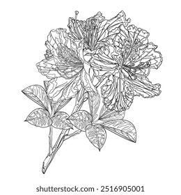 Flor contorno galho rhododendron arbusto de montanha dois em um fundo branco vintage vetor ilustração editável mão desenhar