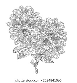 Flower outline twig  rhododendron mountain shrub three on a white background vintage vector illustration editable hand draw