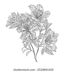 Flower outline twig  rhododendron mountain shrub four on a white background vintage vector illustration editable hand draw