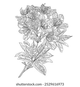 Flower outline twig  rhododendron mountain shrub six on a white background vintage vector illustration editable hand draw