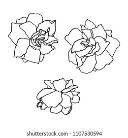 Flower outline vector. Set of vector silhouettes of hand drawn flowers isolated on white background. Engraved style illustration. 