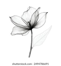 Flower outlined, Floral illustration, Flower drawing, Black and white, Botanical art, Line art, Hand-drawn, Minimalist floral, Elegant, Detailed flower sketch, Delicate flower, Nature