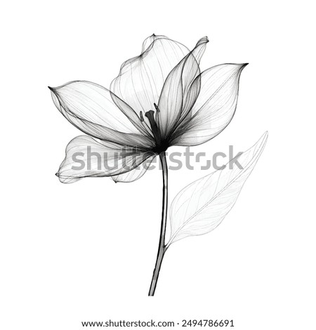 Flower outlined, Floral illustration, Flower drawing, Black and white, Botanical art, Line art, Hand-drawn, Minimalist floral, Elegant, Detailed flower sketch, Delicate flower, Nature