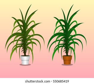 flower palm in the pot. vector illustration