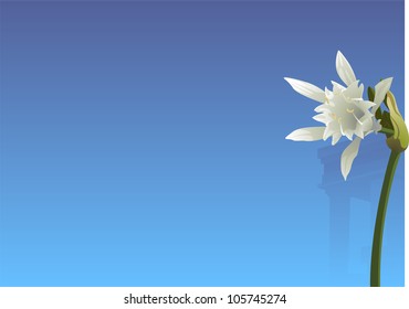 Flower of Pancratium maritimum