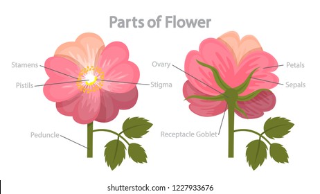 Flower part infographics. Biology and education concept. Flora anatomy. Stamen, petal and stigma. Isolated flat vector illustration