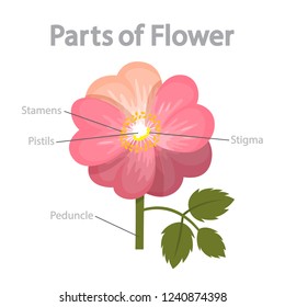 Flower Stigma Images, Stock Photos & Vectors | Shutterstock