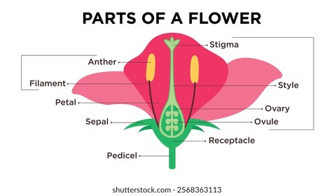 Flower parts diagram clipart design. Flower anatomy and infographic clip art with petals, stigma, filament, ovary and anther drawing structure. Vector illustration science biology flora parts. 
