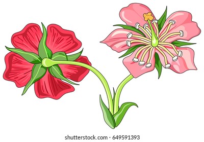 Flower Parts Diagram front and back view with all parts unlabeled useful for school education and botany biology science 