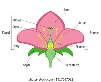 Flower Parts Diagram. Plant Structure.