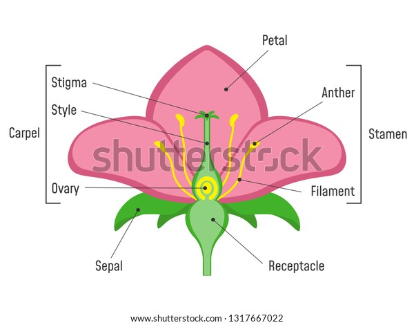 Flower Parts Diagram.\
Plant Structure.